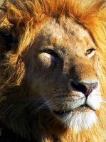 The lion close-up